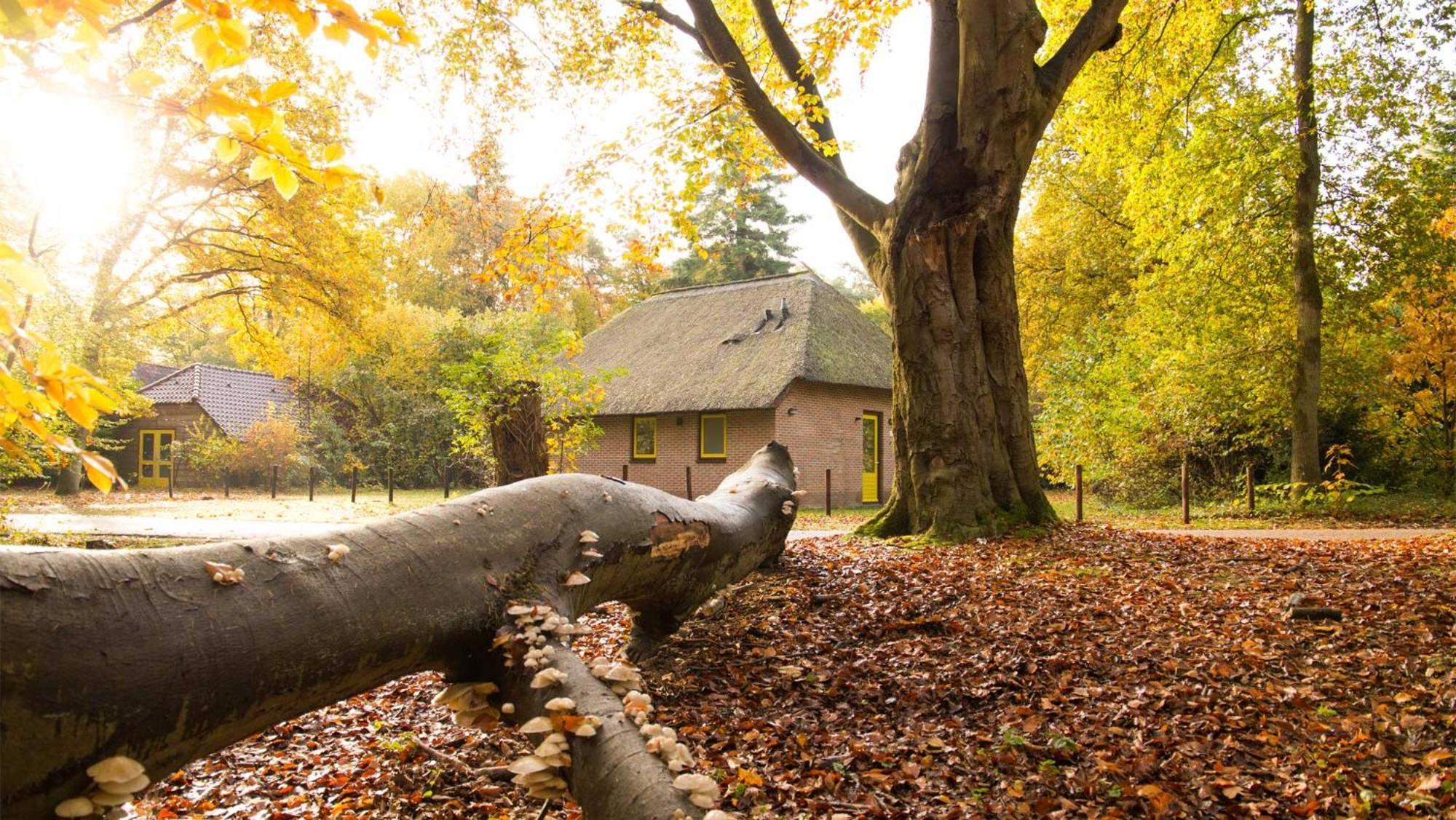 Molecaten Park De Leemkule ハッテム 部屋 写真